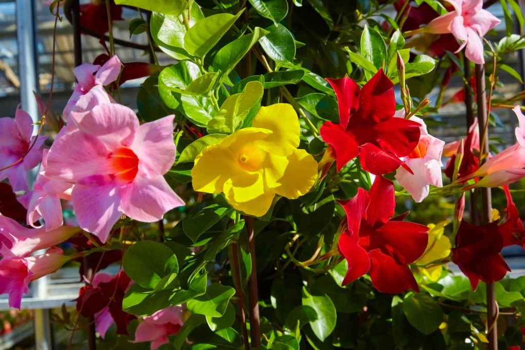 dipladenia sundawille